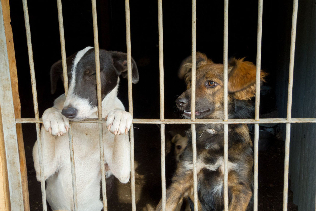 В Турции будут сажать в тюрьму за неправильное обращение с бродячими собаками