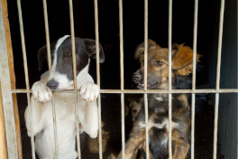 В Турции будут сажать в тюрьму за неправильное обращение с бродячими собаками