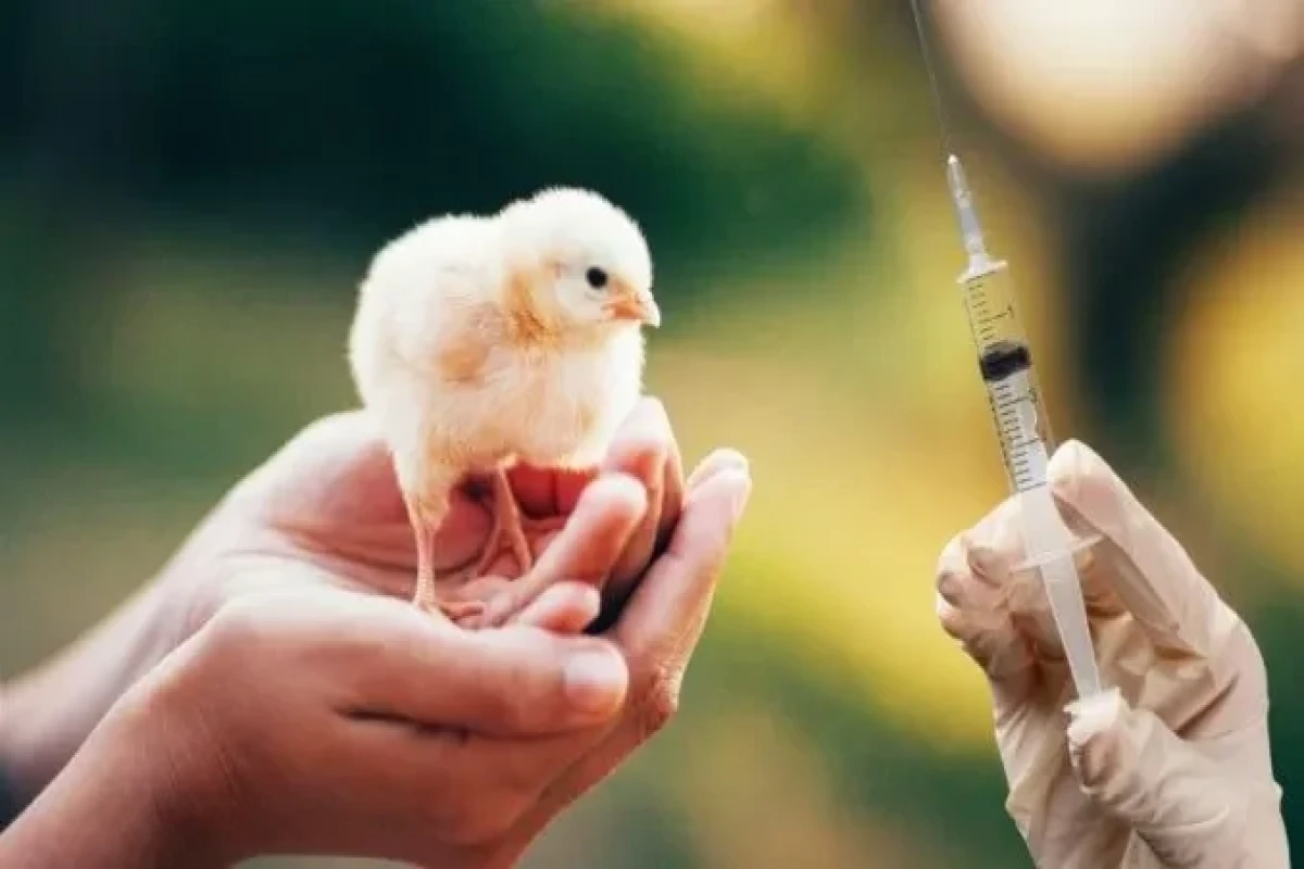 ВОЗ подтвердила первый случай птичьего гриппа H5N2 у человека