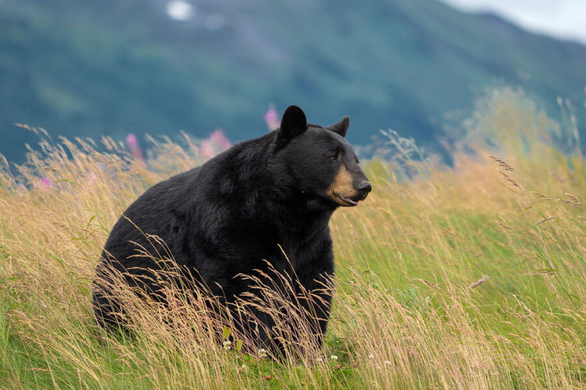 В США медведь вломился в дом пенсионерки и съел ее