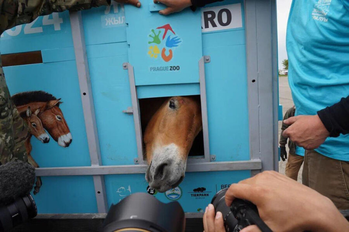 Дикие лошади вернулись в Казахстан впервые за 200 лет