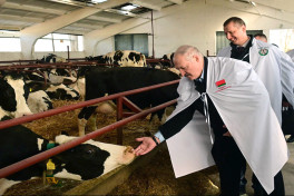 Лукашенко назвал президентство чепухой по сравнению с дойкой коров