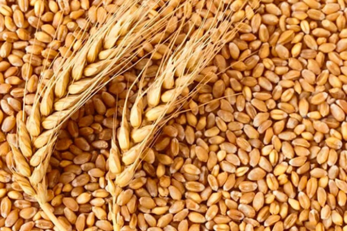 Стоимость импортной пшеницы в Азербайджане снизилась на 0,13%