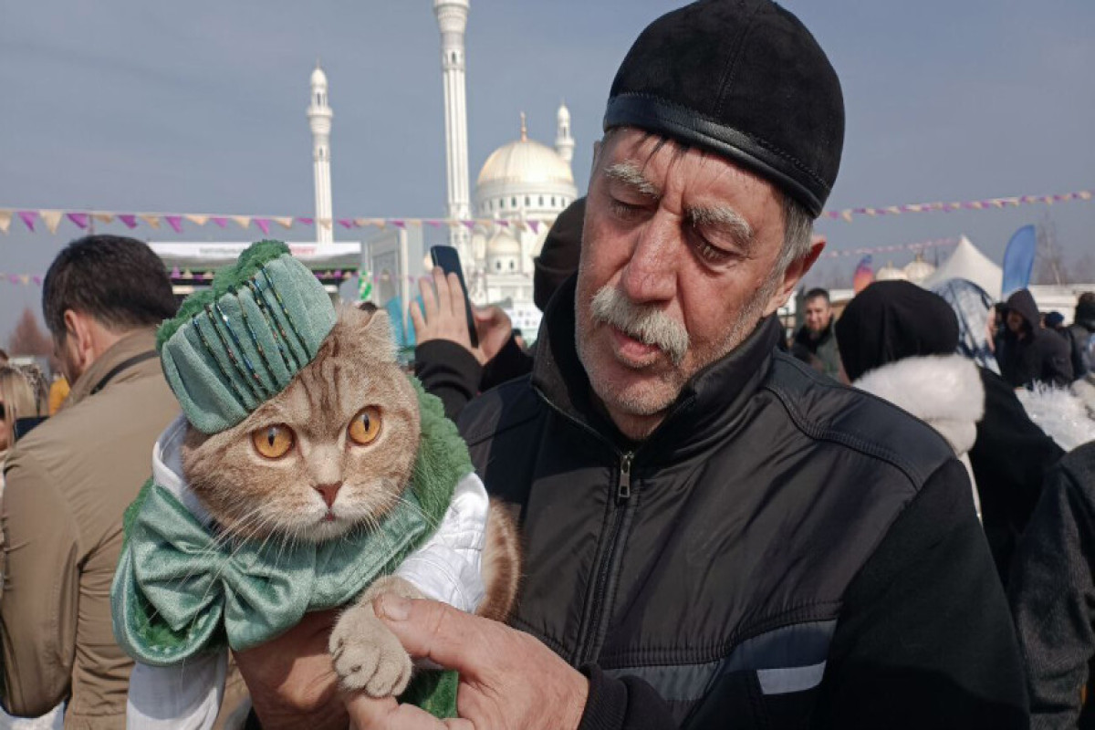 Дарчи признан самым стильным котом в Чечне