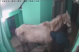 Россиянин затащил в подъезд дома живую лошадь и устроил скандал-ВИДЕО 