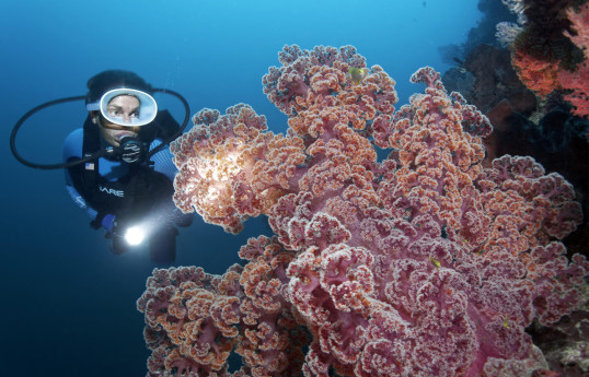 Большой Барьерный риф подвергся новой волне обесцвечивания