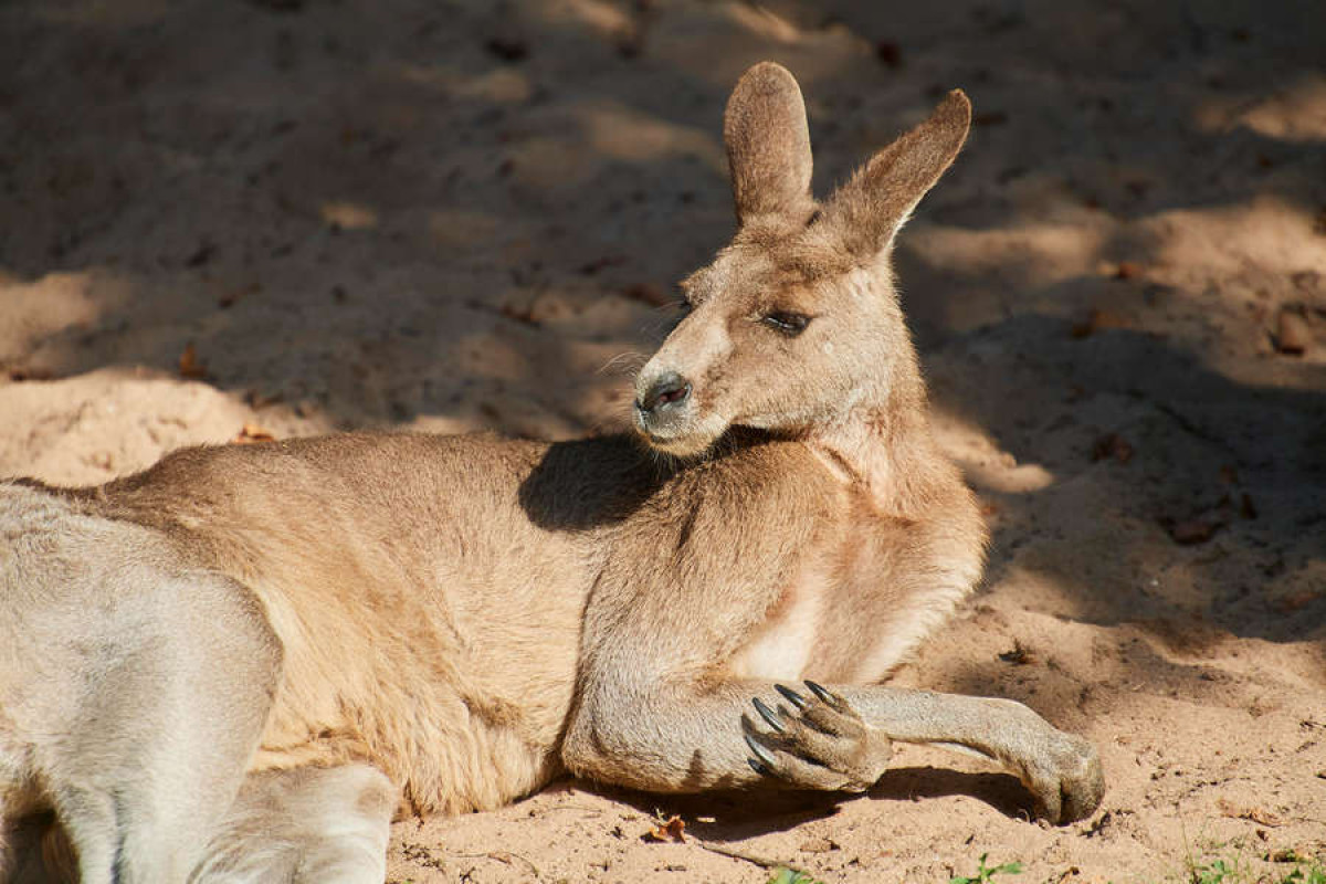 Стадо кенгуру ворвалось на территорию гольф-клуба в Австралии