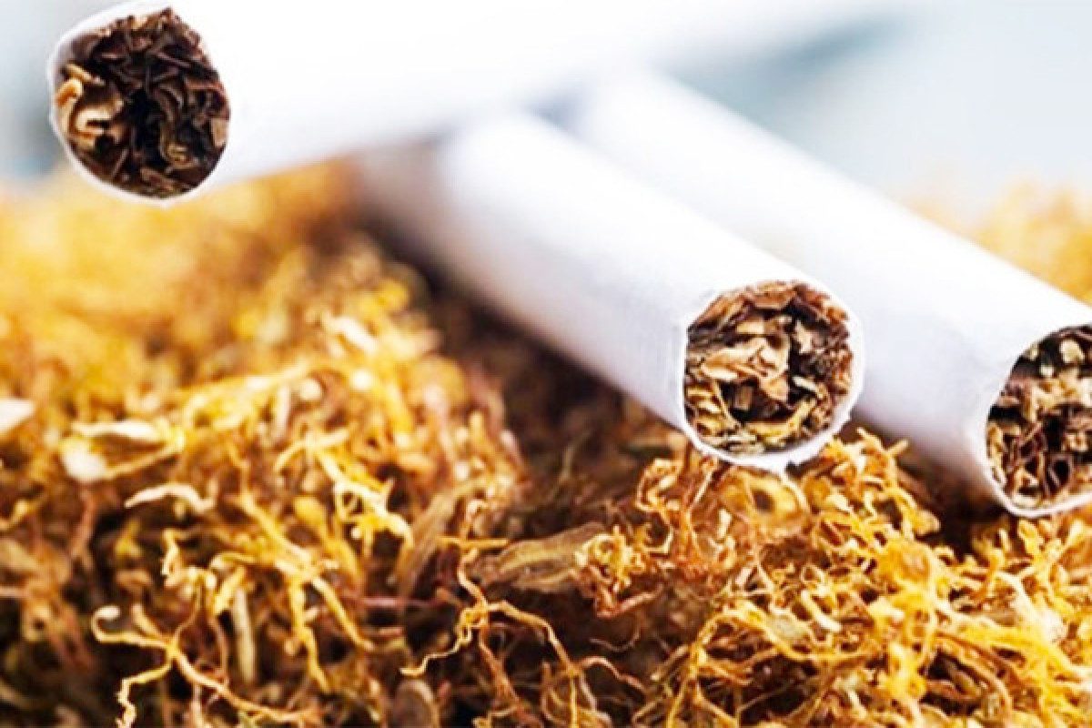 Азербайджан нарастил производство табака