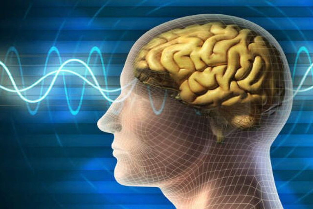 Обнаружен новый фактор развития человеческого мозга - ИССЛЕДОВАНИЕ 