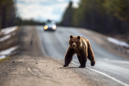 В Словакии разрешили отстрел медведей у населенных пунктов