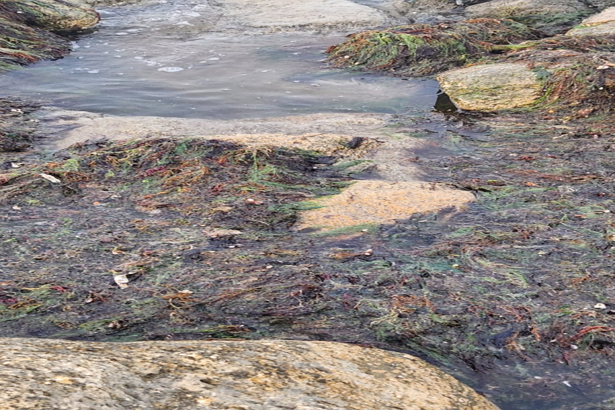 Сточные воды на берегу пляжа  «Дачник» не обнаружены, взяты пробы воды - Результаты мониторинга -ФОТО 