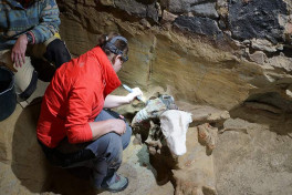 В винном погребе найдены окаменелые останки мамонтов - ИССЛЕДОВАНИЕ 
