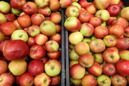 Россельхознадзор: погибший урожай яблок будет замещен поставками из Азербайджана