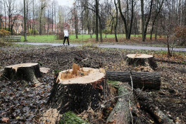 В Азербайджане злостным уничтожителям зеленых насаждений грозит до 8 лет колонии