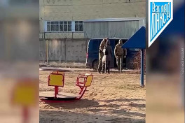 В России задержали уроженку Азербайджана за шпионаж в пользу Украины