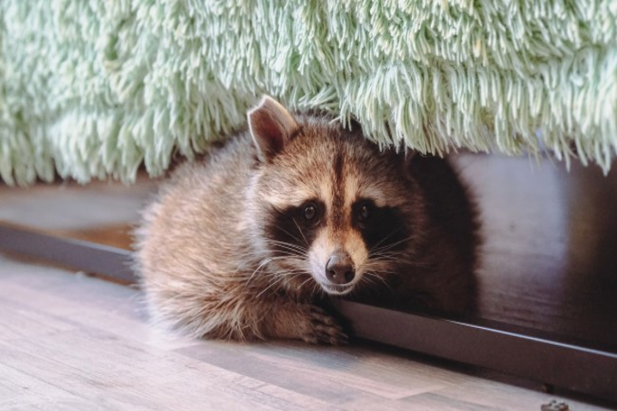 Городские еноты становятся мягче и короче мордой