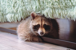 Городские еноты становятся мягче и короче мордой