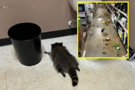 В США енот напился виски и разнес алкомаркет