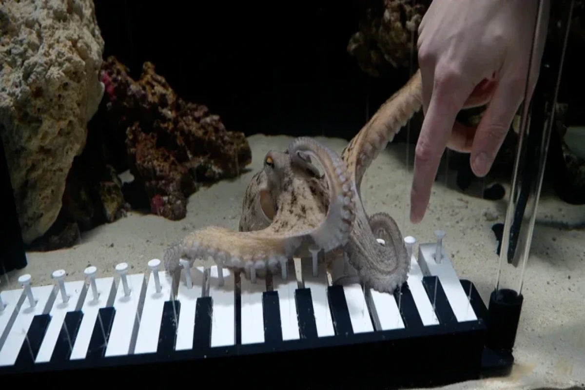 Пианино, осьминог и терпение: самый странный музыкальный эксперимент года-ФОТО 