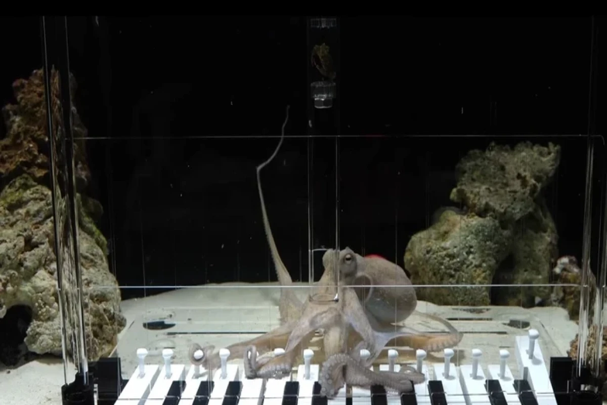 Пианино, осьминог и терпение: самый странный музыкальный эксперимент года-ФОТО 