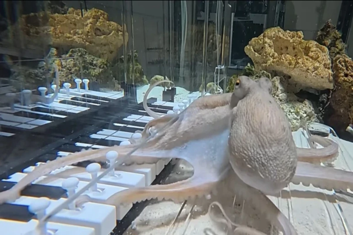 Пианино, осьминог и терпение: самый странный музыкальный эксперимент года-ФОТО 