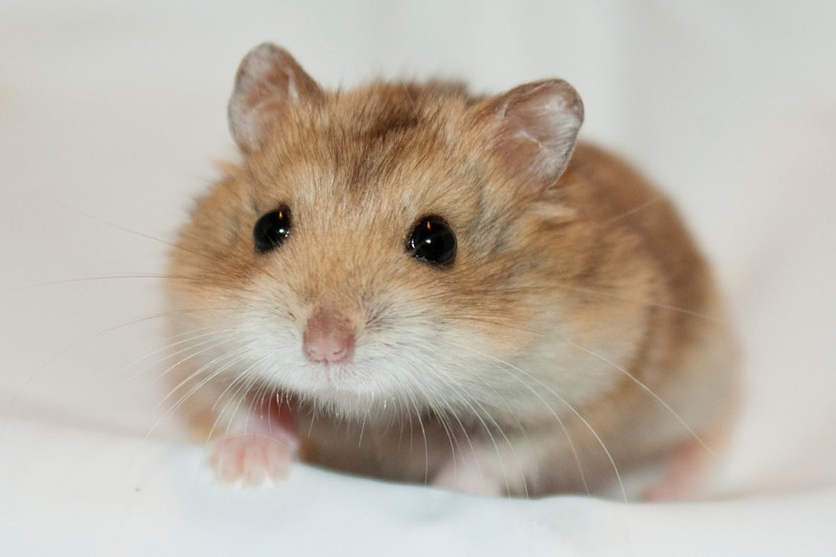 Калифорнийский хомяк обошел всех: ученые назвали самых моногамных существ