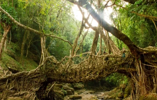 Живые мосты Индии выдерживают стихию и крепнут с возрастом-ВИДЕО 