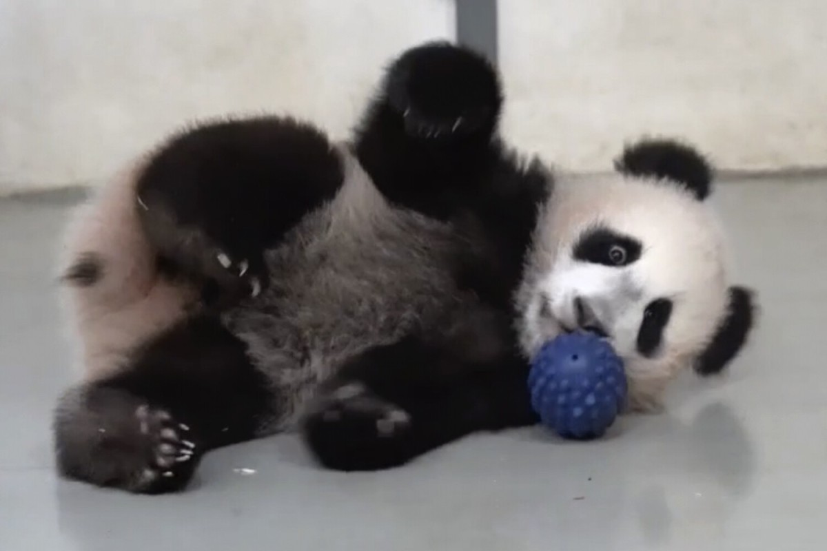 Японские зоопарки впервые за полвека останутся без панд