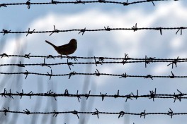 Амнистия к Году Конституции и суверенитета: кого она затронет 