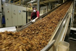 От субсидий до экспорта: как табак стал стратегическим товаром Азербайджана - КОММЕНТАРИЙ  