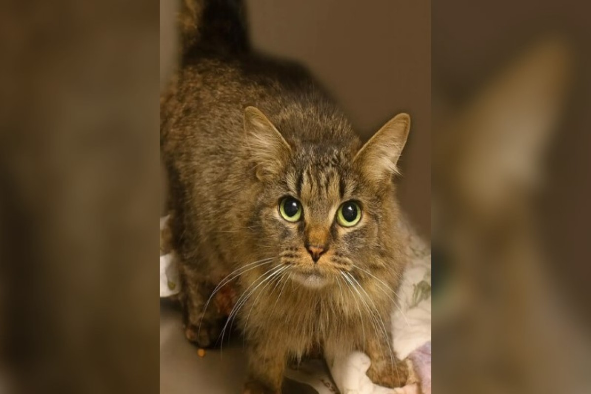 В США кошка вернулась домой спустя 443 дня после урагана