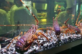 Великобритания запретит приготовление живых лобстеров и крабов в кипятке