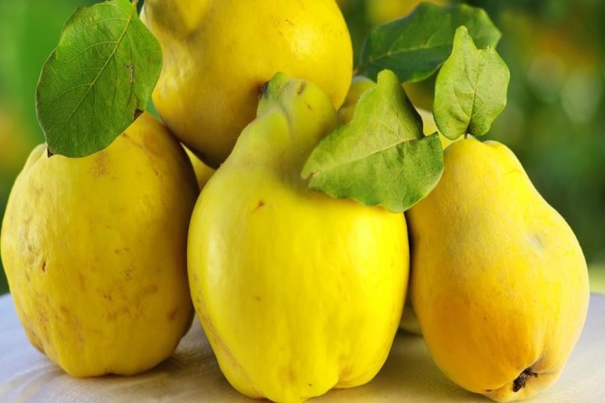 Азербайджан нарастил экспорт айвы до 1,9 млн долларов