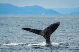 Горбатые киты способны слышать даже очень высокочастотные звуки