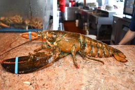 В США украли партию лобстеров на $400 тыс.