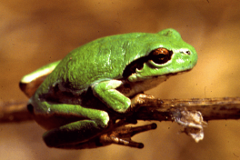 Микрофлора земноводных показала эффективность борьбы с раком рака