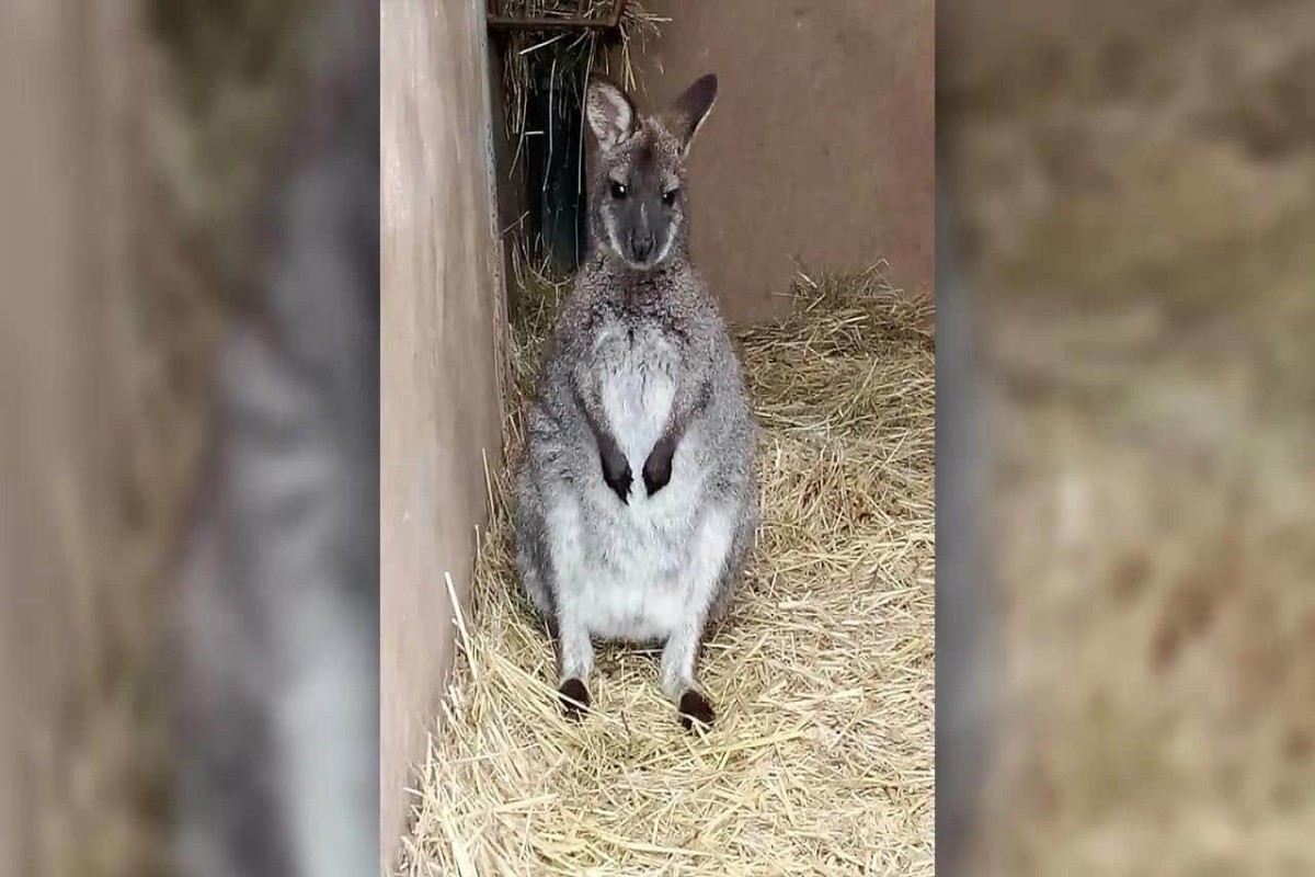 В Чехии пожарные искали сбежавшего рождественского кенгуру