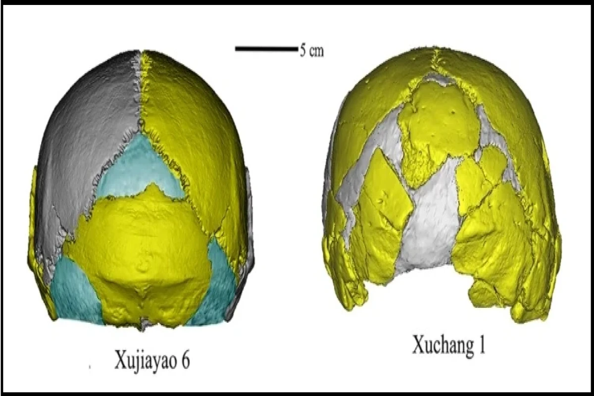 В Китае нашли останки гомининов с мозгом больше, чем у человека