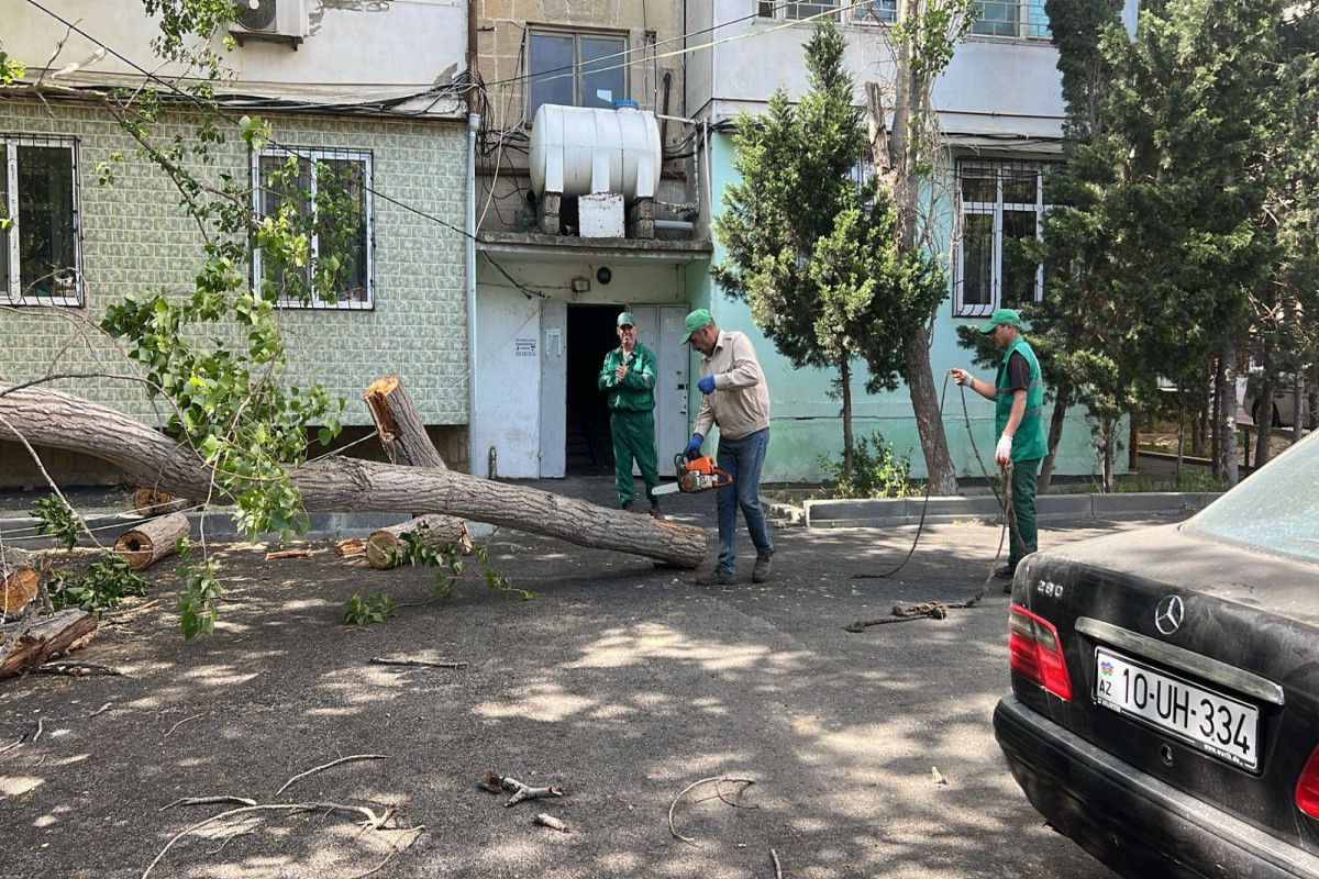 Бакинские деревья не выдержали силу сегодняшнего ветра -ФОТО 