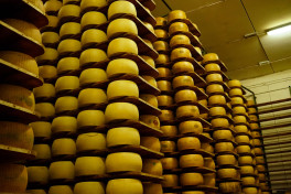 Ограбление по-итальянски: из сыроварни вынесли тонны пармезана