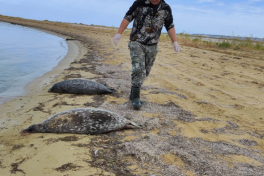 На побережье Каспия выявлены тела тюленей, запутавшихся в сетях