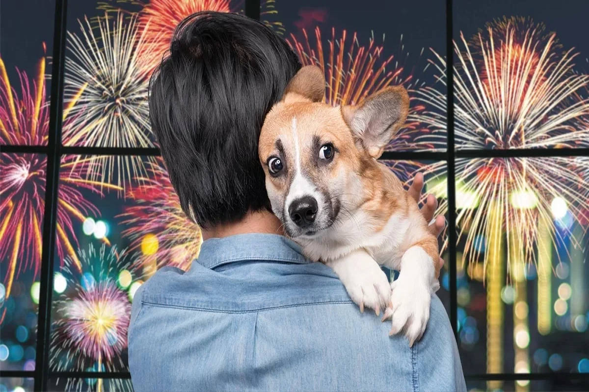 Европейские города отказываются от новогодних фейерверков ради животных