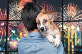Европейские города отказываются от новогодних фейерверков ради животных