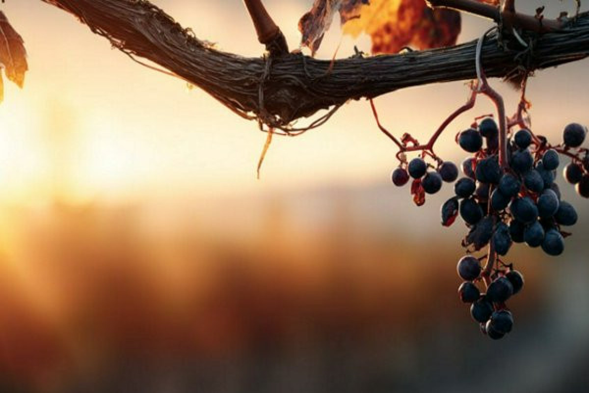 EResearch Letters: климатические технологии не спасут кофе, вино и шоколад