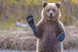 Медведи терроризируют Японию: власти задействовали армию