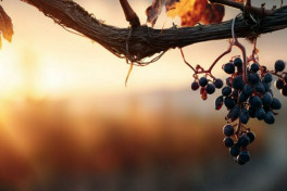 EResearch Letters: климатические технологии не спасут кофе, вино и шоколад