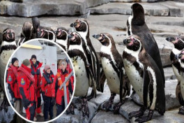 Международное исследование выявило рост конкуренции между пингвинами и рыбаками