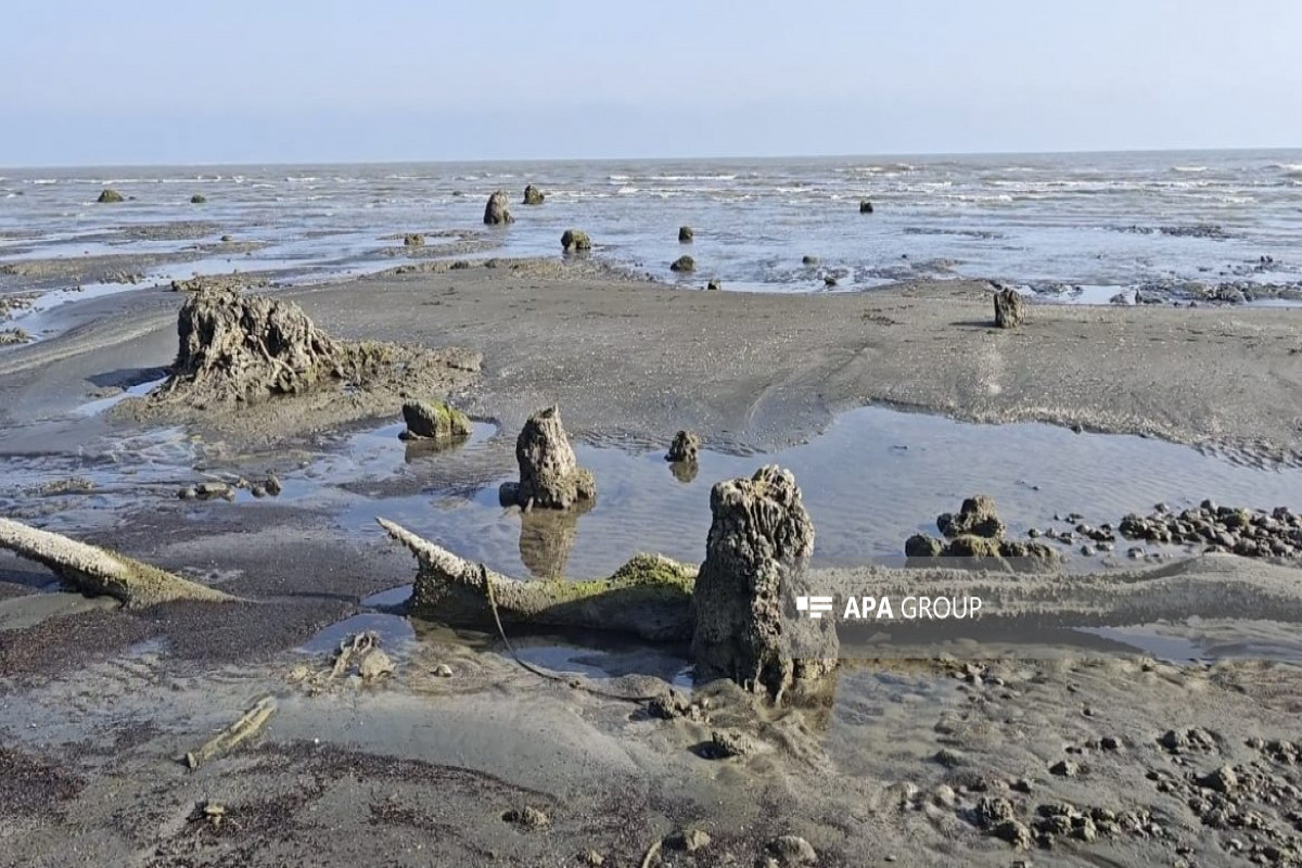 Каспийское море обнажило следы исчезнувшего дубового леса-ФОТО 