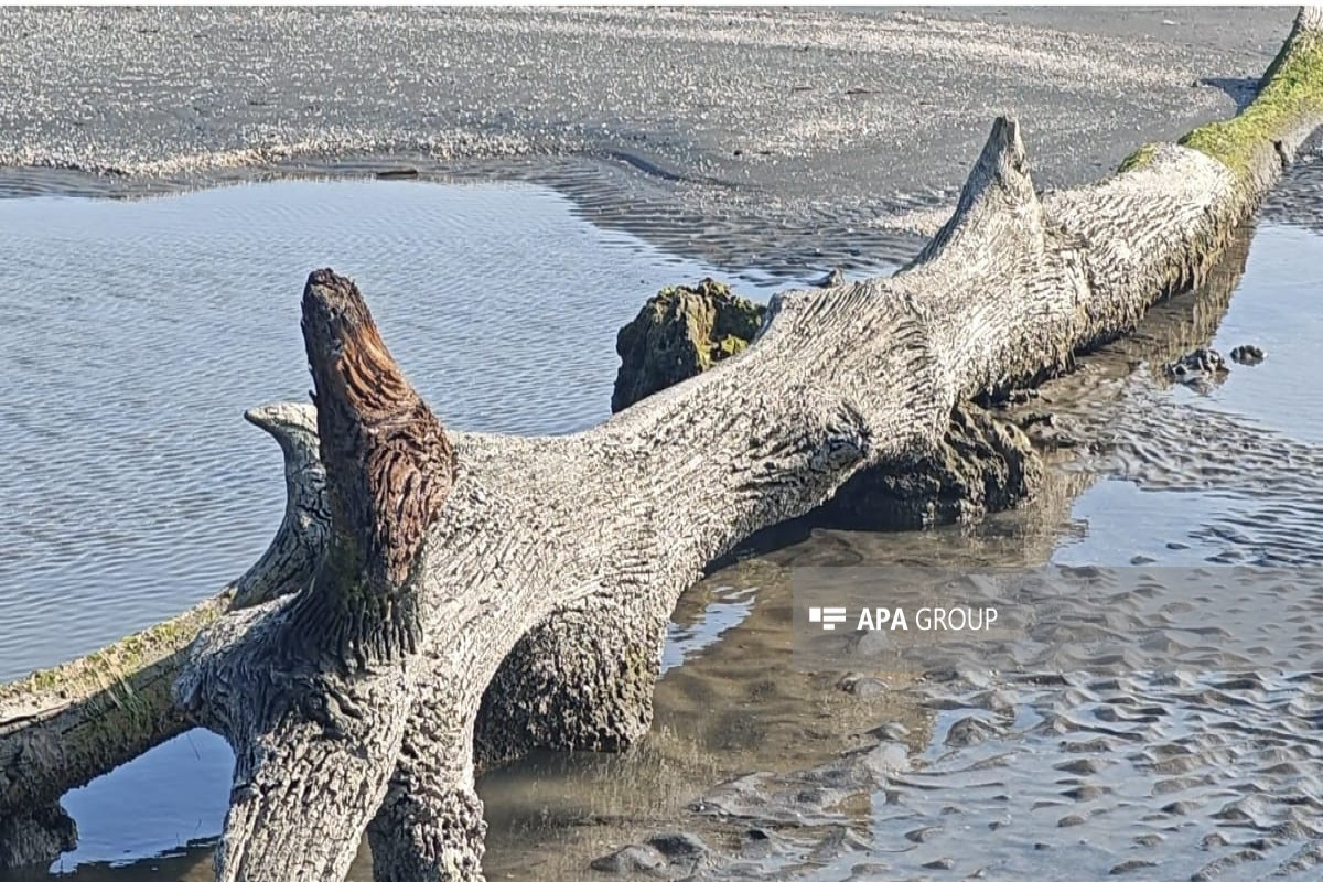 Каспийское море обнажило следы исчезнувшего дубового леса-ФОТО 