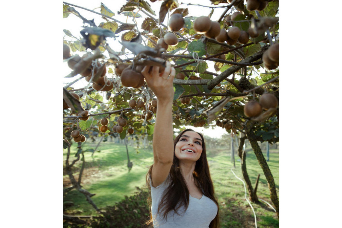 Лейла Алиева, Арзу Алиева и Алена Алиева посетили ферму “Citrus Valley” в Лянкяране-ФОТО 